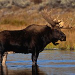 Moose Standing in Water